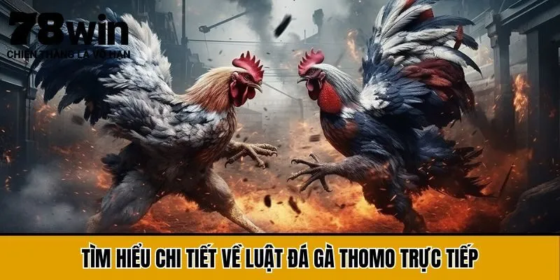 Tìm hiểu chi tiết về luật đá gà Thomo trực tiếp