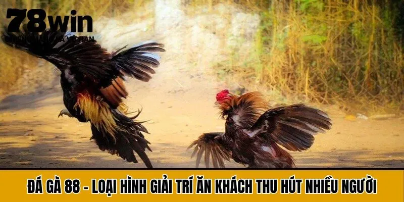 Đá Gà 88 - Loại Hình Giải Trí Ăn Khách Thu Hút Nhiều Người